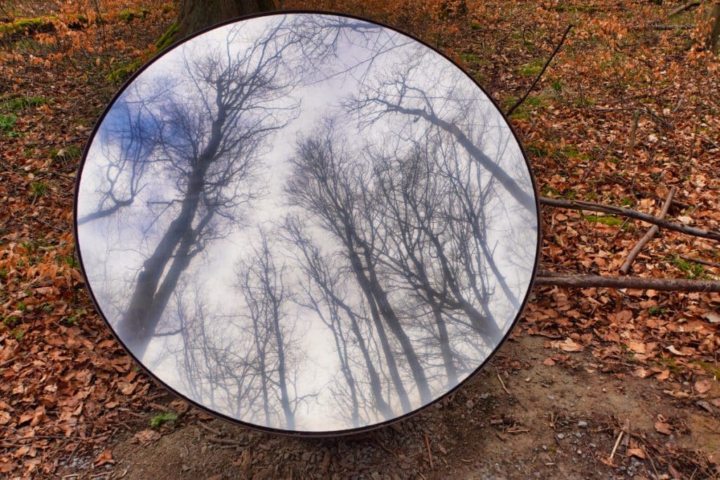 Wald im Spiegel
