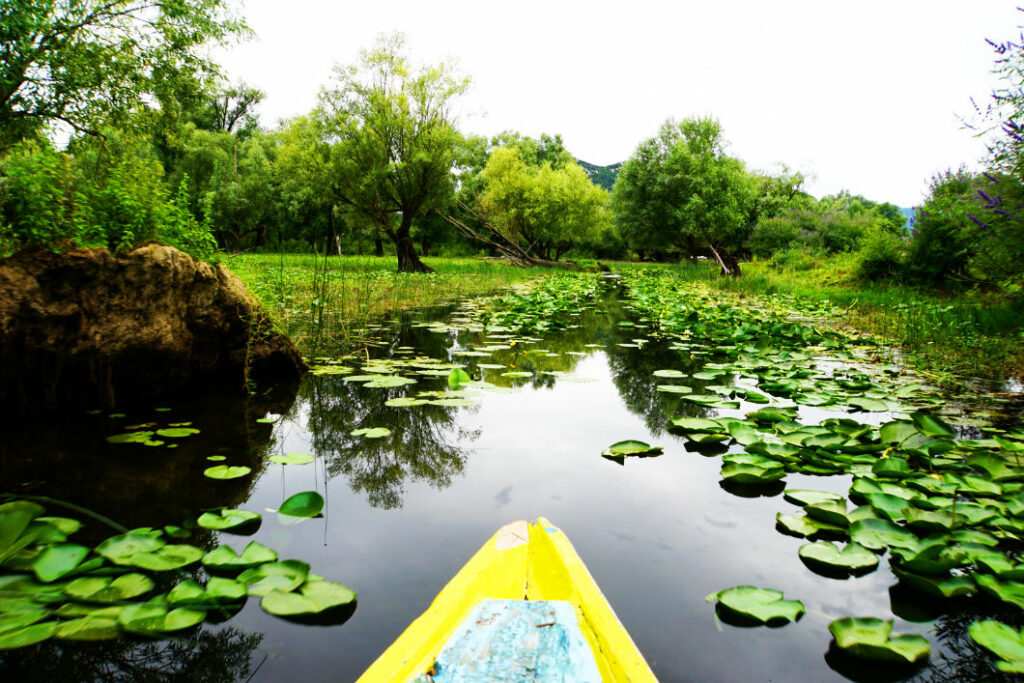 Blick vom Bug eines gelben Bootes auf den von Seerosen bedeckten Skadarsee in Montenegro, der von einer üppigen, grünen Uferlandschaft mit Bäumen gesäumt wird.