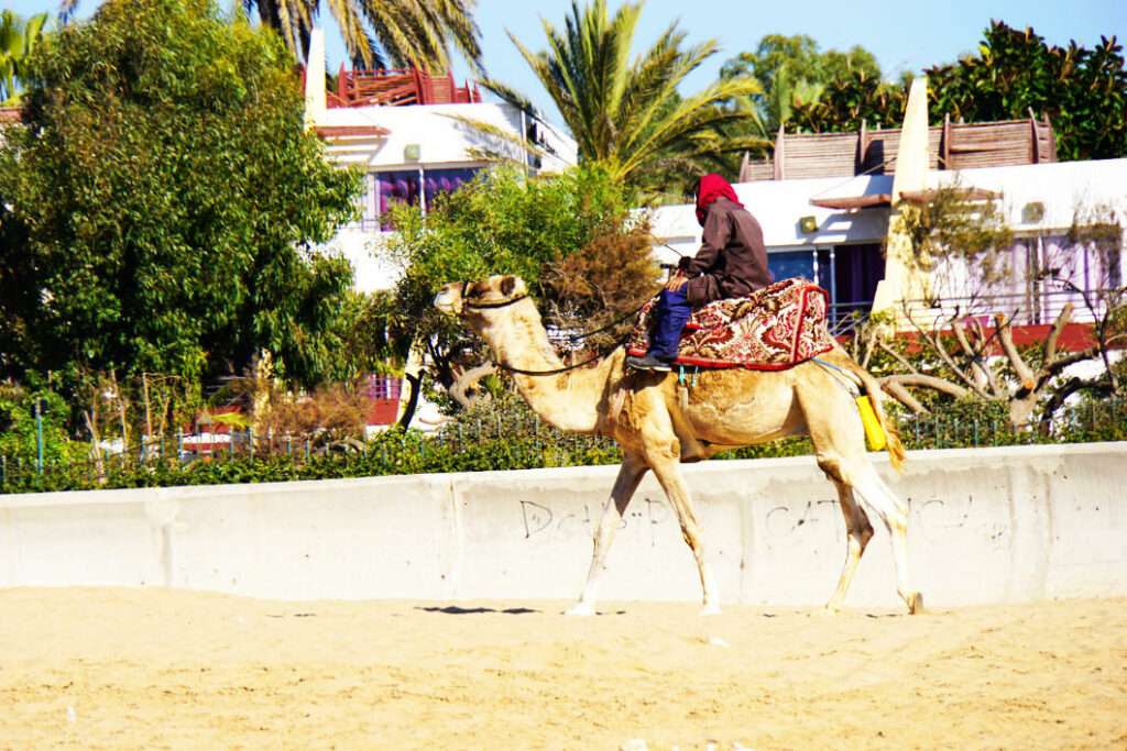 Ein Mann mit rotem Kopftuch reitet auf einem geschmückten Kamel über den hellen Sandstrand von Agadir, während im Hintergrund weiße Gebäude und Palmen zu sehen sind.