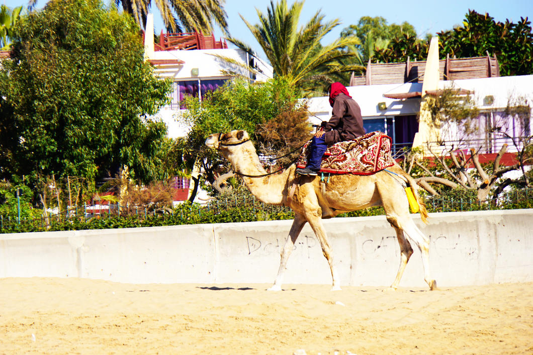 Kamel am Strand in Marokko