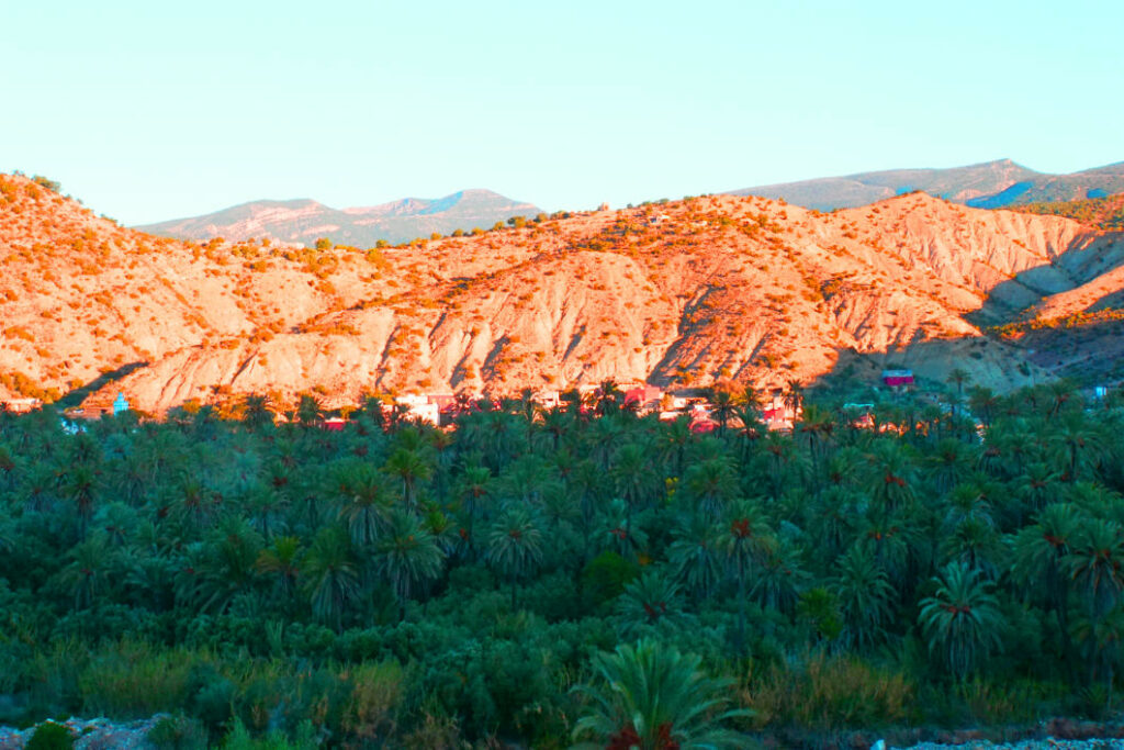 Ein üppiger Palmenhain im Paradise Valley bei Agadir erstreckt sich vor den rötlich leuchtenden, kargen Berghängen des marokkanischen Atlasgebirges unter einem klaren Himmel.