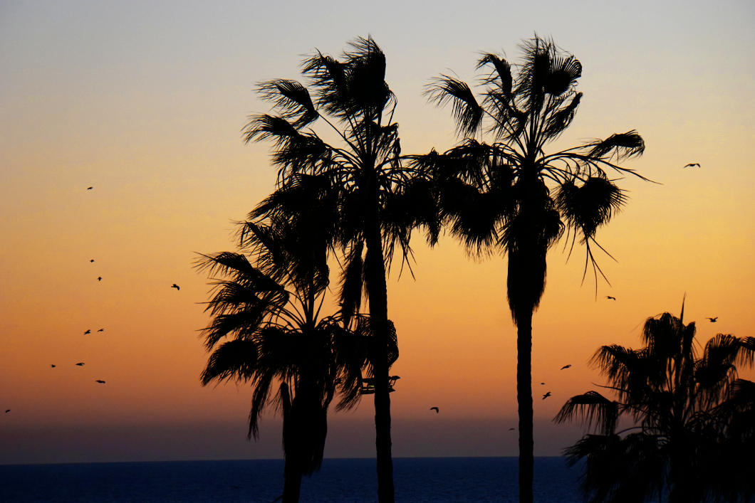 Palmen im Abendlicht