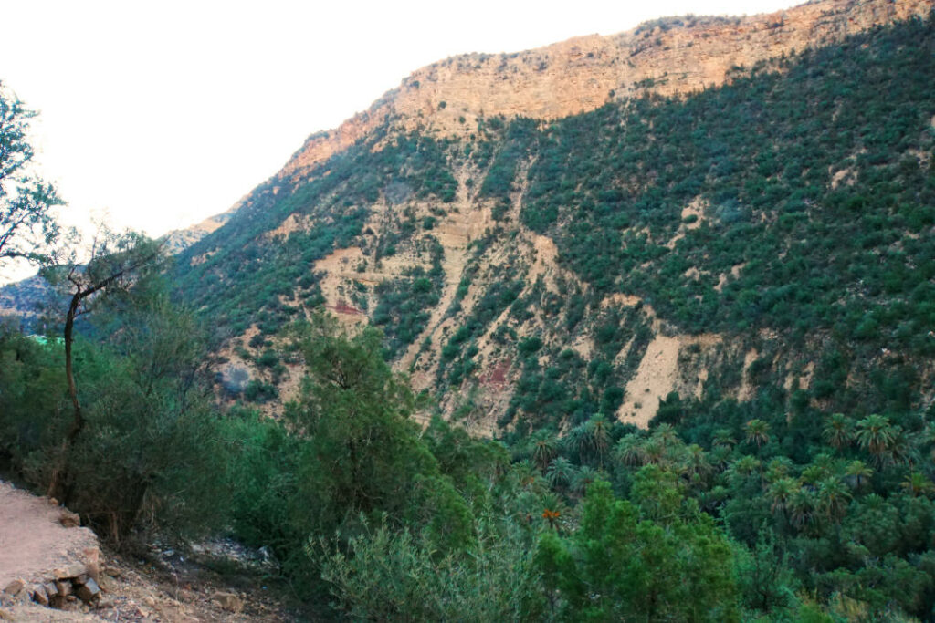 Ein Blick vom Wanderweg im Paradise Valley bei Agadir auf einen steilen, mit grünen Büschen bewachsenen Berghang und ein dichtes Palmenmeer im Tal.