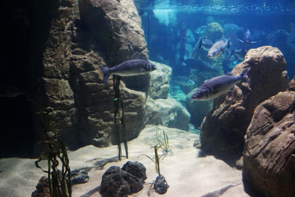Mehrere silberfarbene Fische schwimmen im Malta National Aquarium zwischen großen Felsformationen und Wasserpflanzen über sandigem Boden.