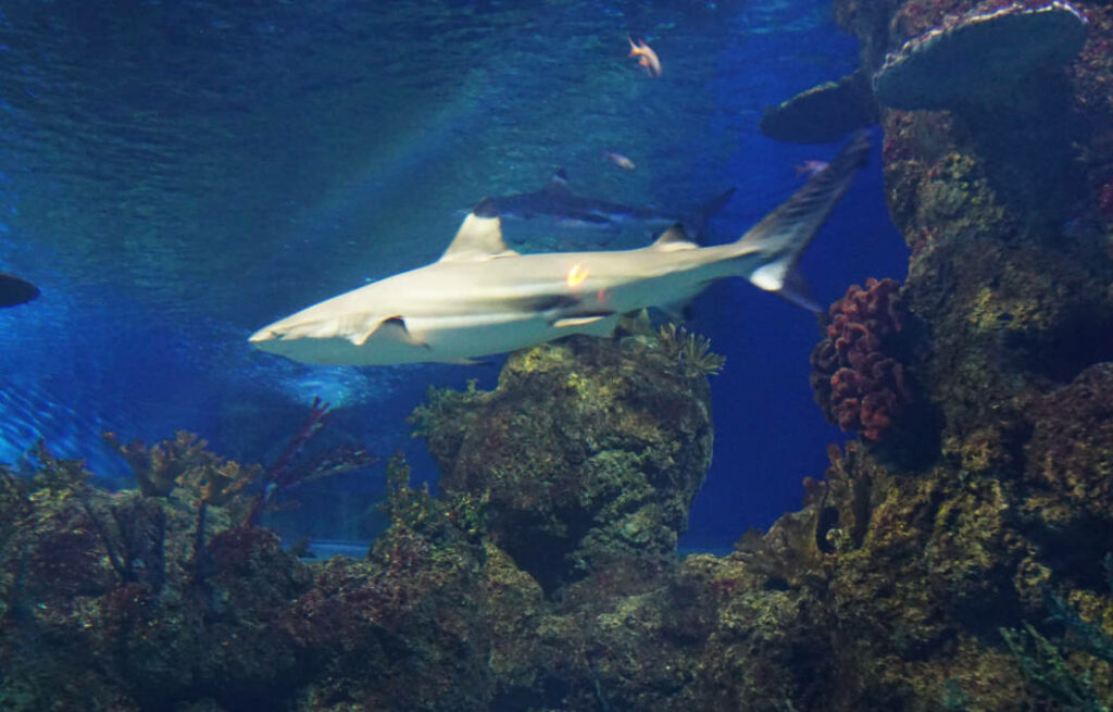 Ein Schwarzspitzen-Riffhai schwimmt an Korallenriffen vorbei durch ein großes Becken im Malta National Aquarium.