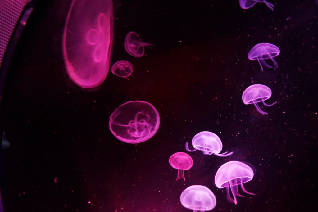 Mehrere rosa leuchtende Quallen schwimmen in einem dunklen Wasserbecken im Malta National Aquarium.