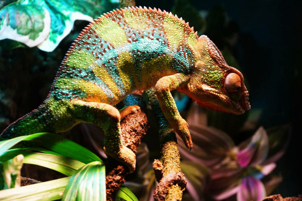 Ein farbenprächtiges Pantherchamäleon mit grünen, gelben und türkisfarbenen Schuppen klettert im Malta National Aquarium über einen Ast.