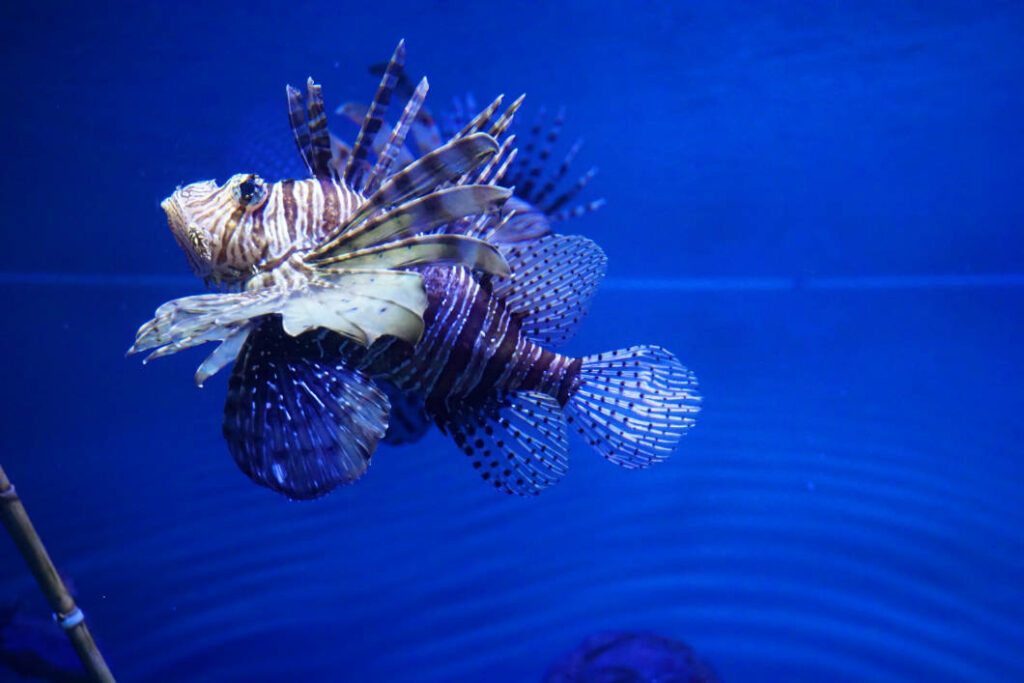 Ein gestreifter Rotfeuerfisch mit weit aufgefächerten, stacheligen Flossen schwimmt im tiefblauen Wasser des Malta National Aquarium.