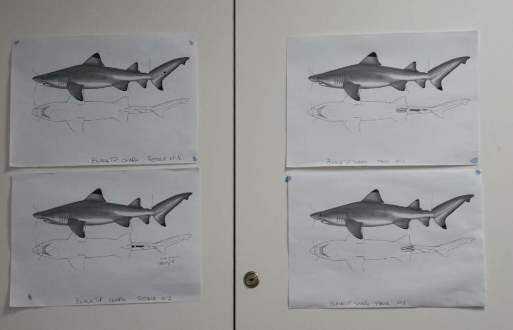 Vier Zeichnungen von Schwarzspitzen-Riffhaien an einer weißen Wand im Malta National Aquarium zeigen anatomische Details zur Unterscheidung von männlichen und weiblichen Tieren. Jedes Blatt enthält eine schattierte Seitenansicht und eine darunterliegende Umrisszeichnung der Unterseite mit spezifischen Markierungen der Geschlechtsmerkmale.