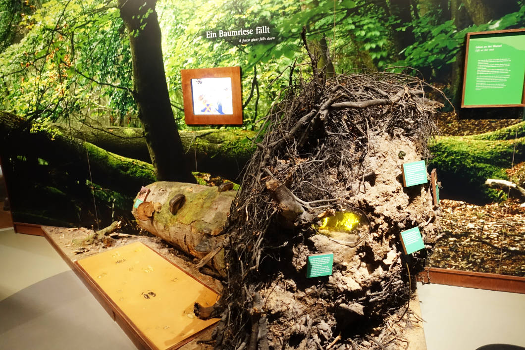 Thema Wald aufgearbeitet in der Ausstellung in Waren