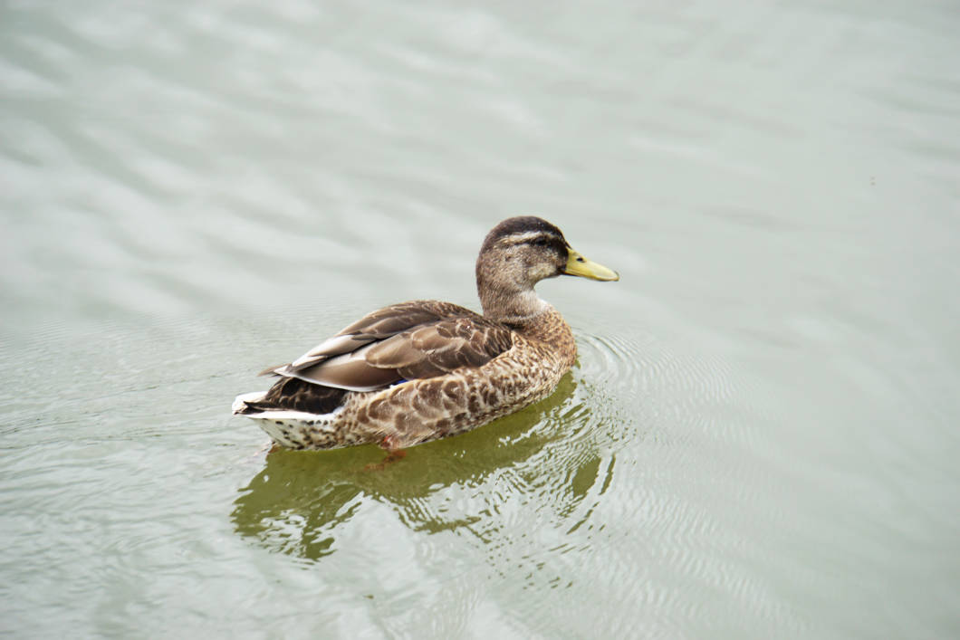Ente auf dem See in Münster