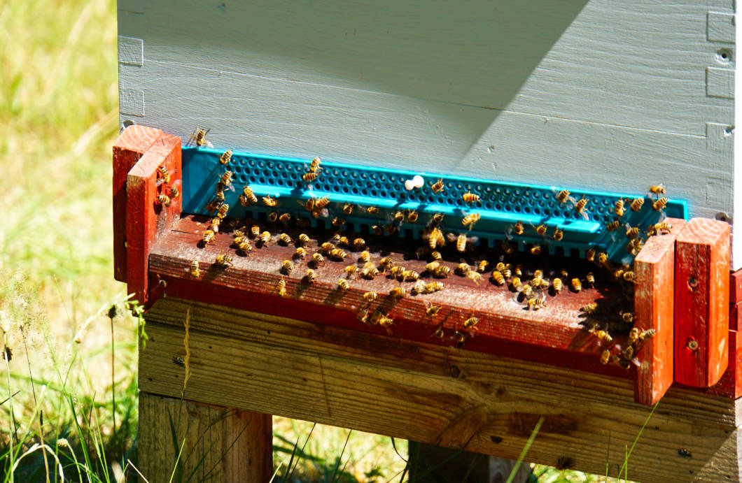 Einflugsschneise der Bienen
