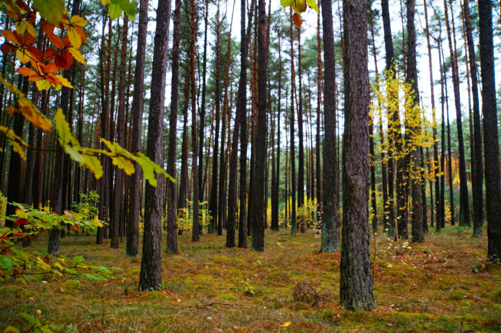 Herbstwald bei Granzow, Herbst in der Mecklenburgischen Seenplatte, Herbst in der Mecklenburgischen Seenplatte