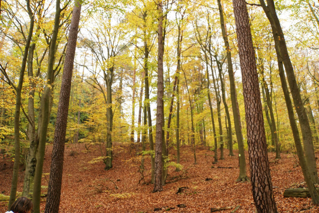 Herbst in der Mecklenburgischen Seenplatte im Herbstwald