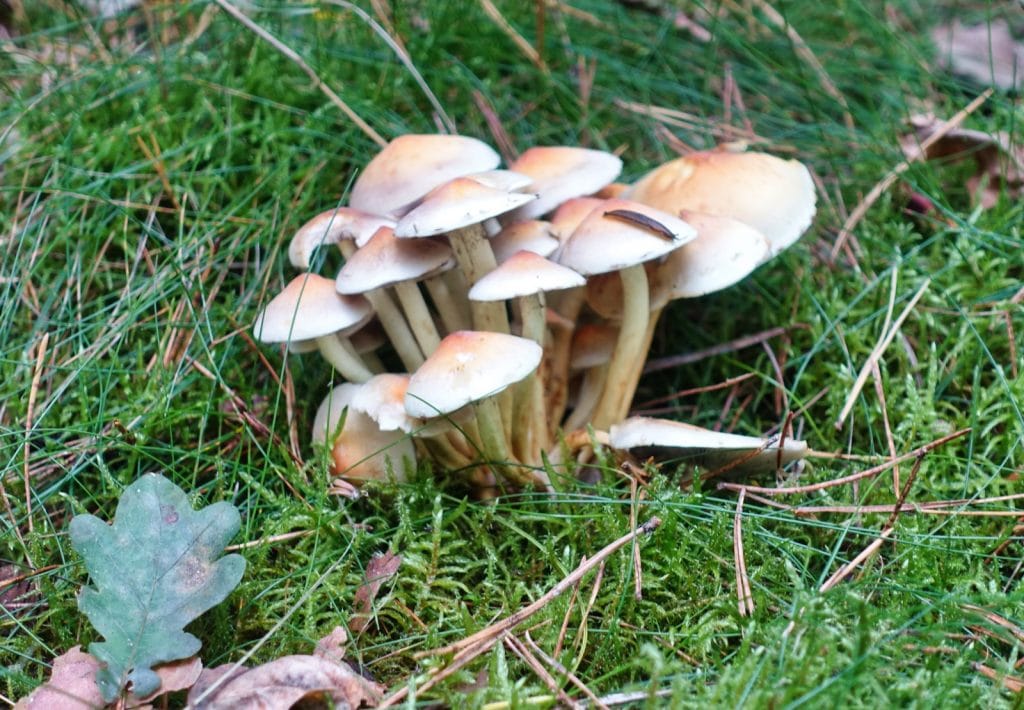 Pilze sammeln in der Mecklenburgischen Seenplatte