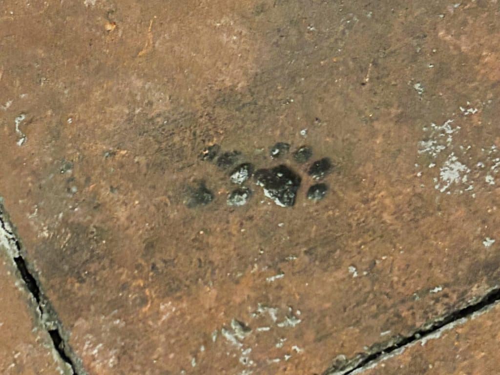 Ein kleiner, dunkler Abdruck einer Katzentatze ist dauerhaft in eine rustikale, rötlich-braune Bodenfliese im Ethnografischen Museum der Region Pilsen eingeprägt.