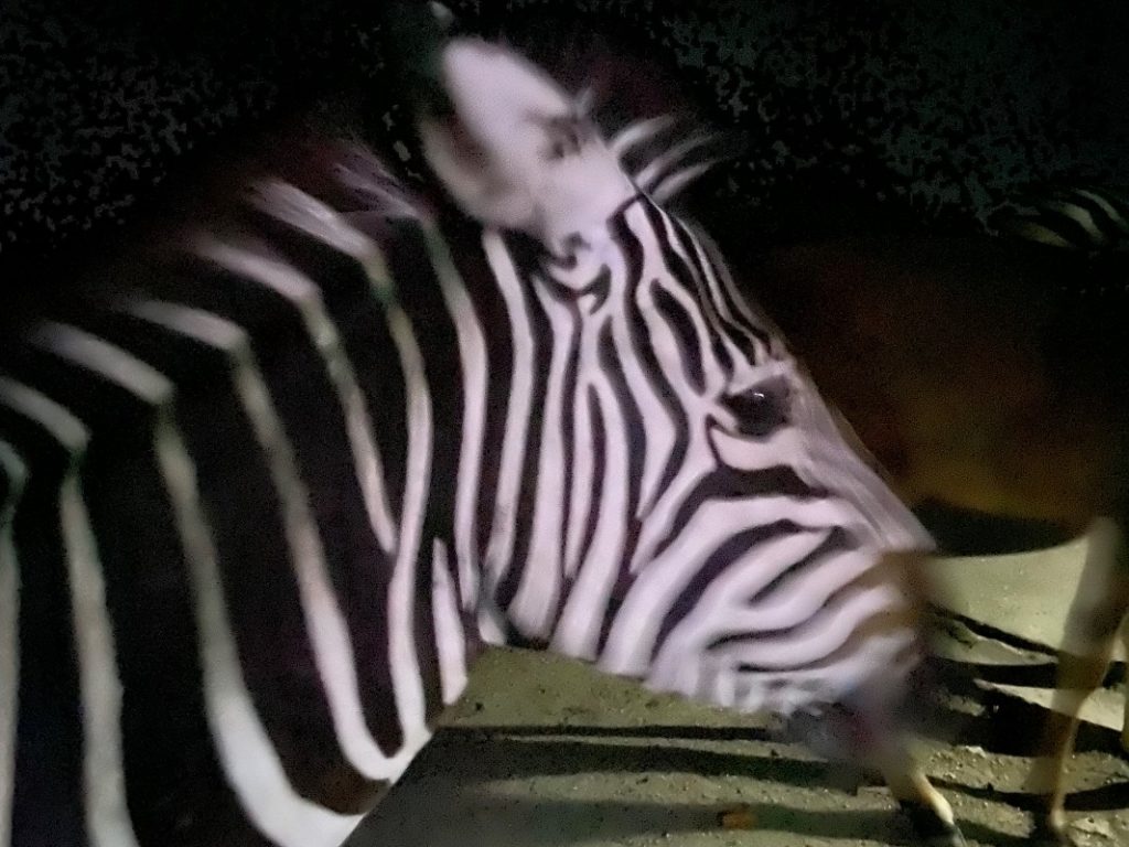 Zebra im Tierpark Hamm