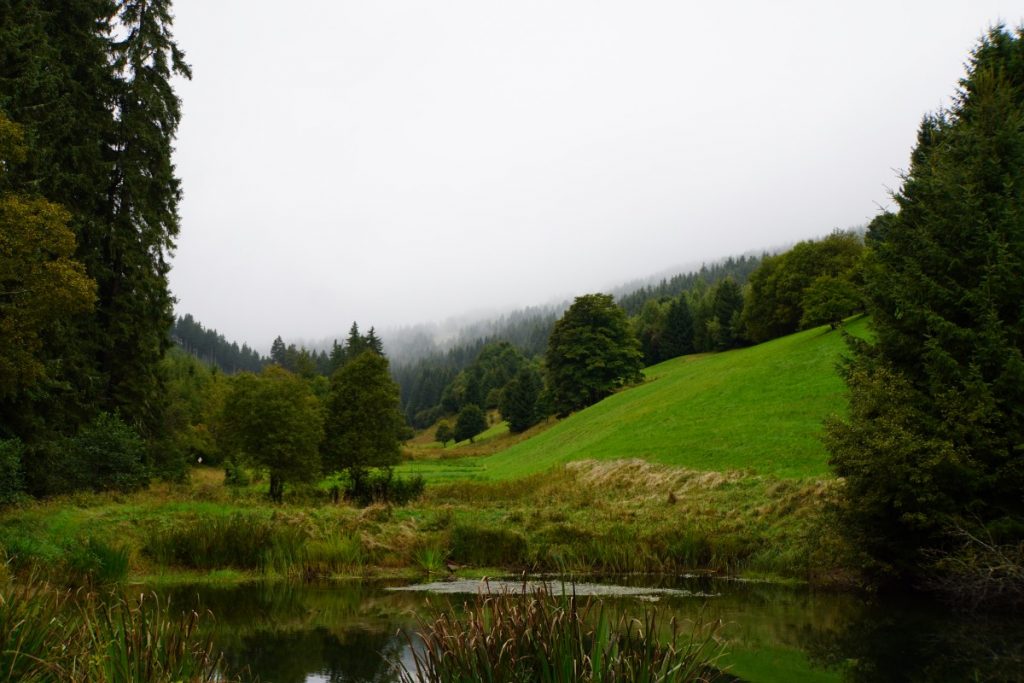 Wiesen in Oberwiesenthal