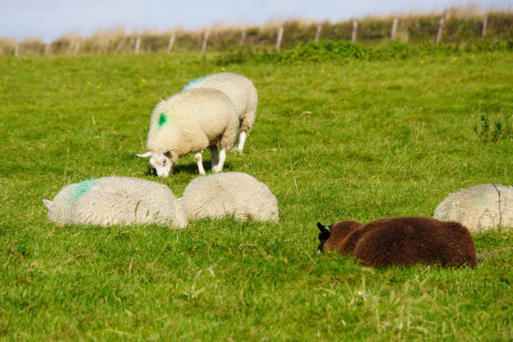 Wanderung auf Texel - Schafe