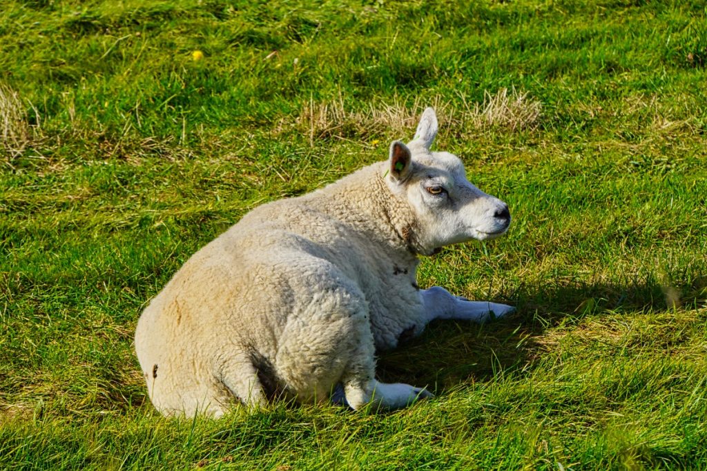 Texel und seine Schafe