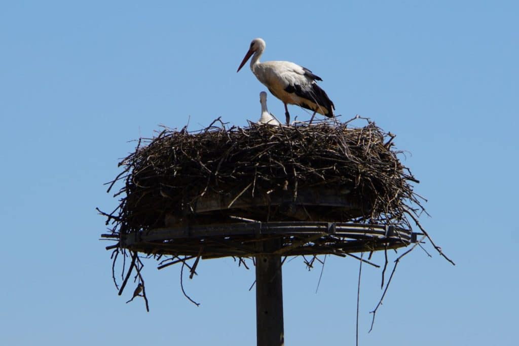 Storch in Lebus