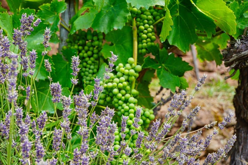 biologischer Weinanbau