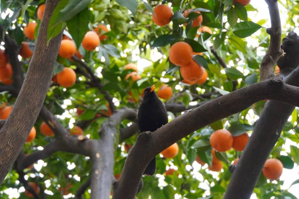 Vogel im Orangenbaum
