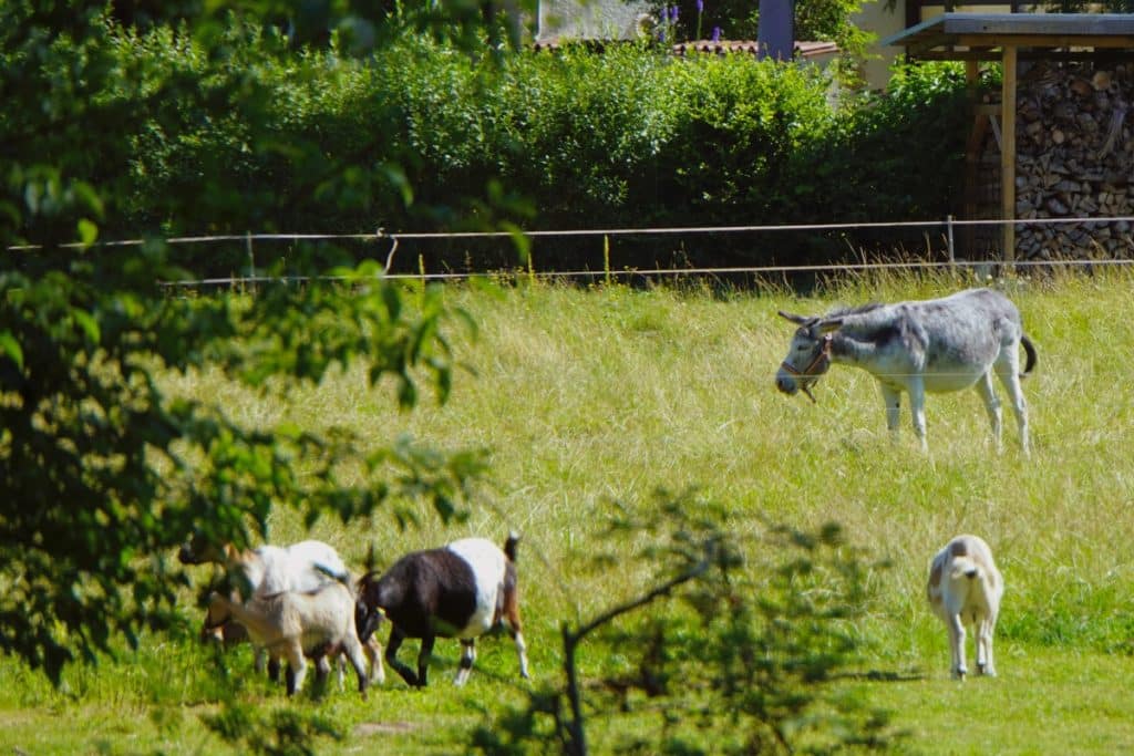 Esel und Ziegen des Fischbach Hofes