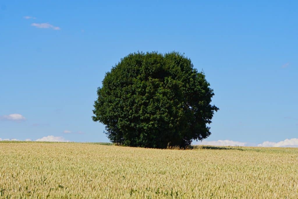 Baum im Feld
