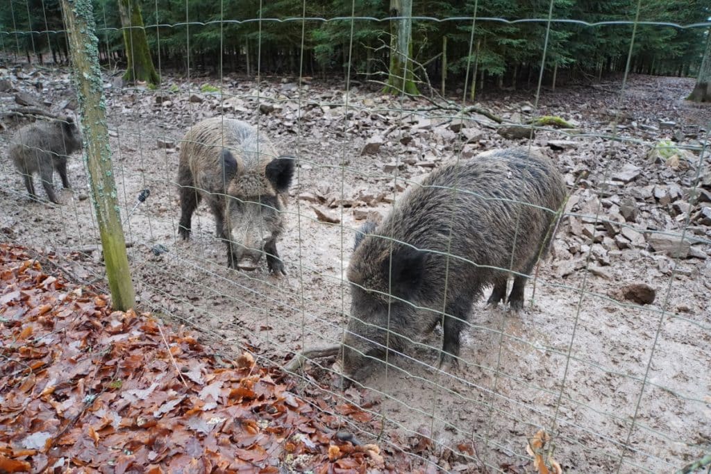 Wildschweine hinter dem Zaun