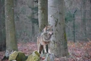 Wolf im Wildfreigehege Wildenburg