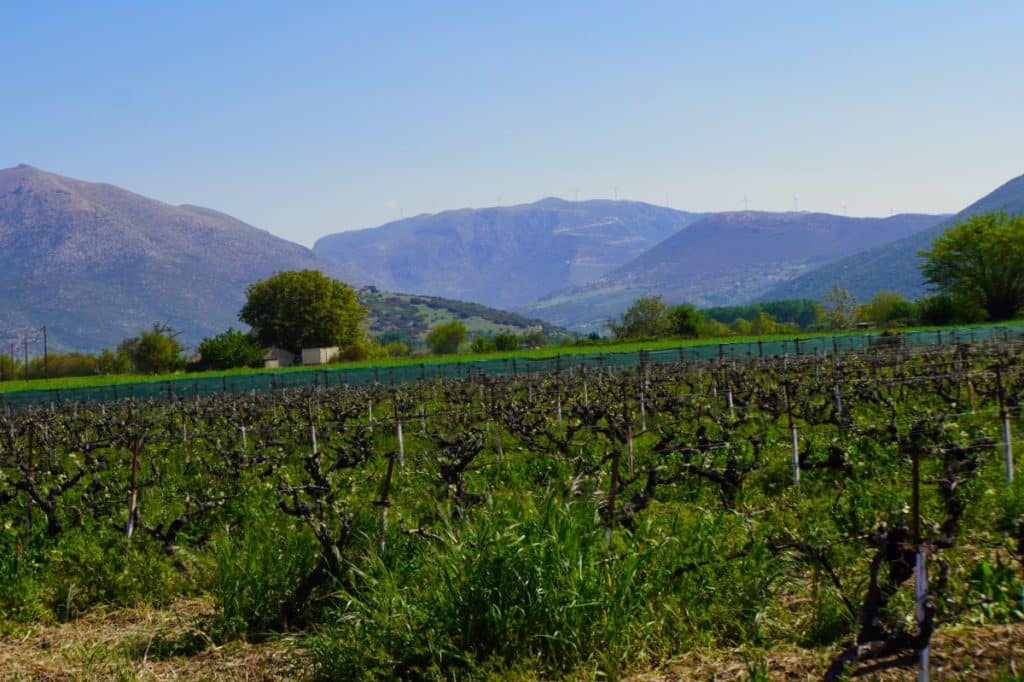 Weinanbaugebiet in Griechenland