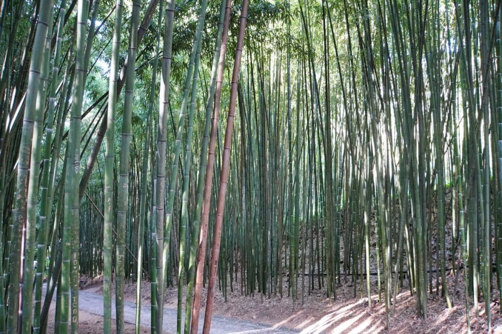 Blick in den Bambusgarten
