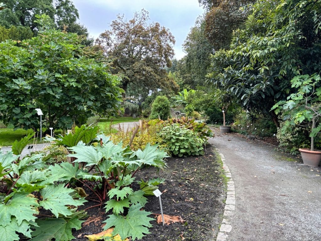 Ein Weg schlängelt sich durch den Botanischen Garten in Antwerpen, flankiert von üppigen Pflanzen und Bäumen, die eine grüne Oase bilden. Im Vordergrund sind große, dekorative Blätter zu sehen, während der Weg zu einer Vielzahl von Pflanzen und Bäumen führt, die mit kleinen Schildern versehen sind.