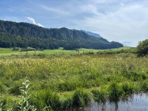Schwemm das Moorgebiet im Kaiserwinkl