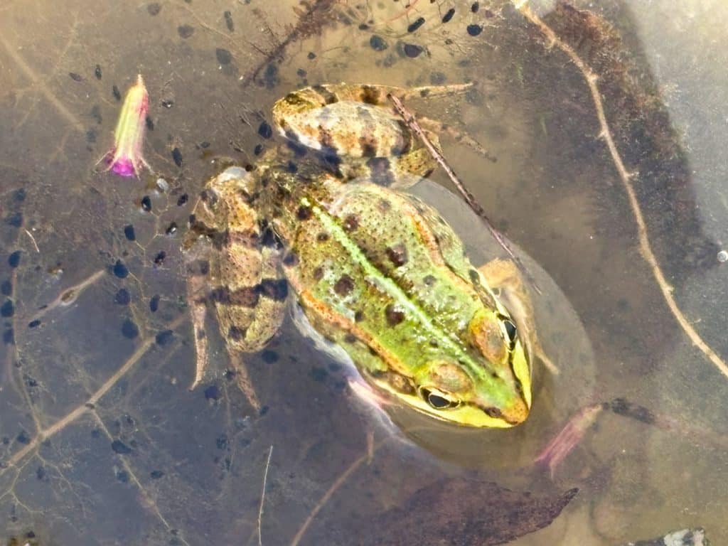 Frosch in der Schwemm