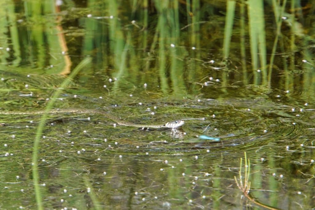 Kreuzotter in der Schwemm