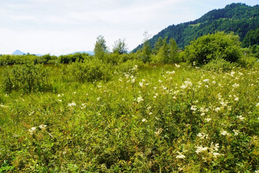 die Schwemm, Moorgebiet im Kaiserwinkl