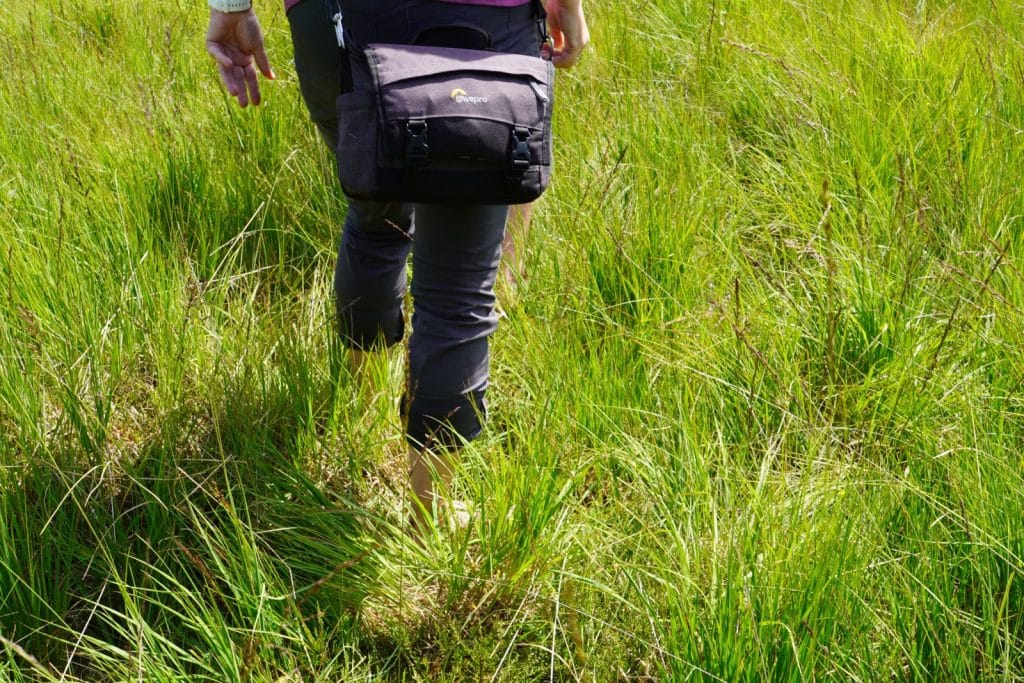 Trampelpfad im Moor