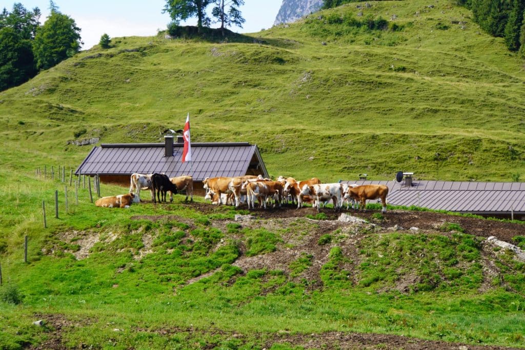 Kühe auf der Stubenalm