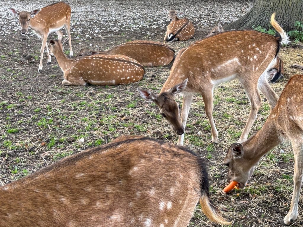 Hirschgarten München: Hirsche und Rehe