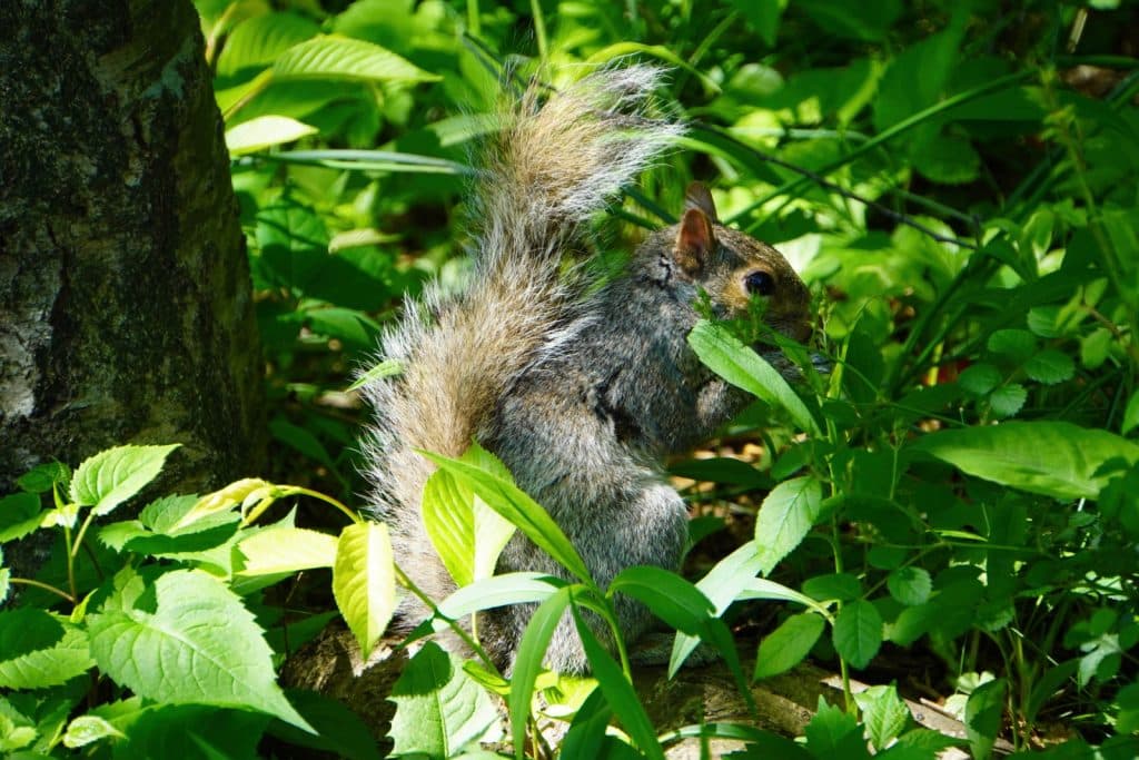 Ein graues Eichhörnchen sitzt im dichten grünen Gebüsch des New Yorker Central Parks und knabbert an Pflanzen.