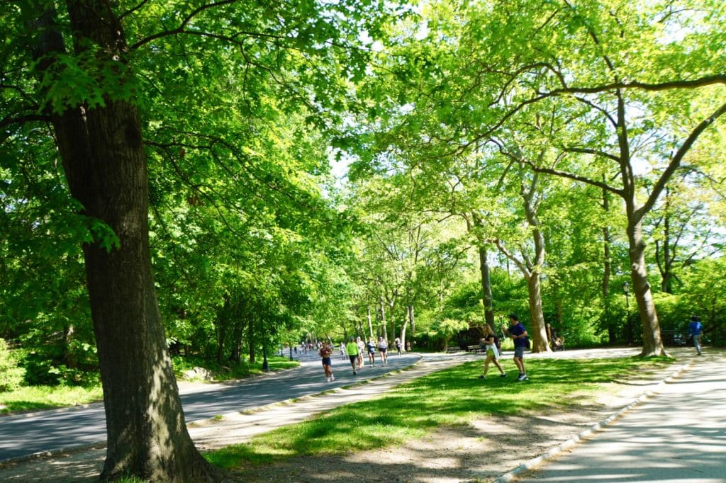 Mehrere Menschen joggen und spazieren auf einem sonnigen, von dichten grünen Bäumen gesäumten Weg im New Yorker Central Park.