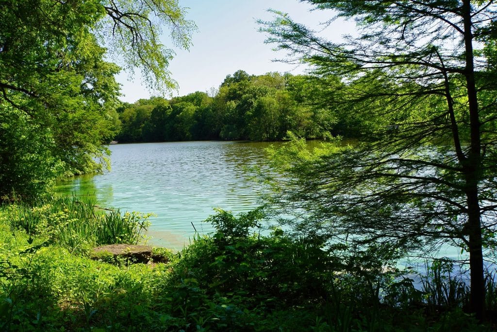 Blick durch dichtes grünes Laub und Bäume auf den ruhigen See „The Lake“ im New Yorker Central Park unter einem klaren blauen Himmel.