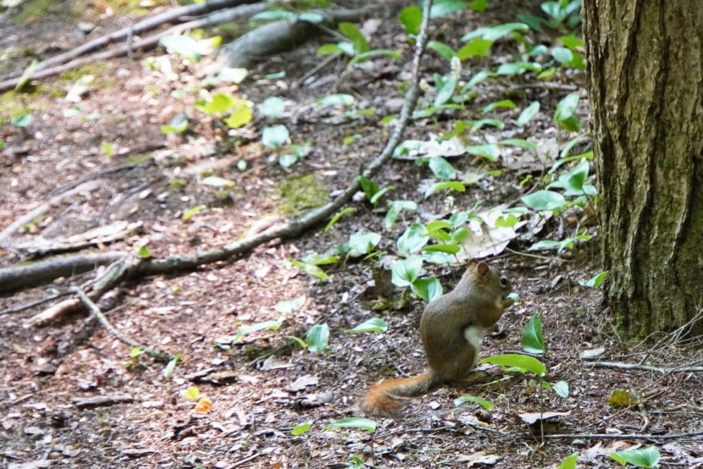 Moulin seigneurial & Grand boisé: Ein perfekter Ausflug in Pointe-du-Lac, Québec