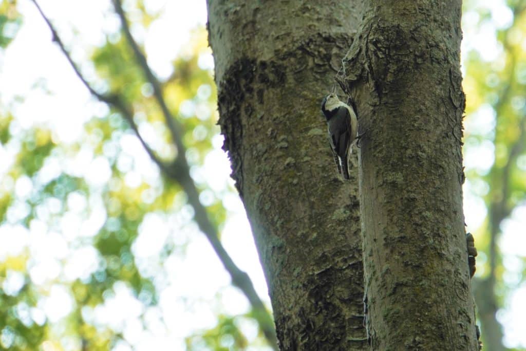 Vogel am Baum