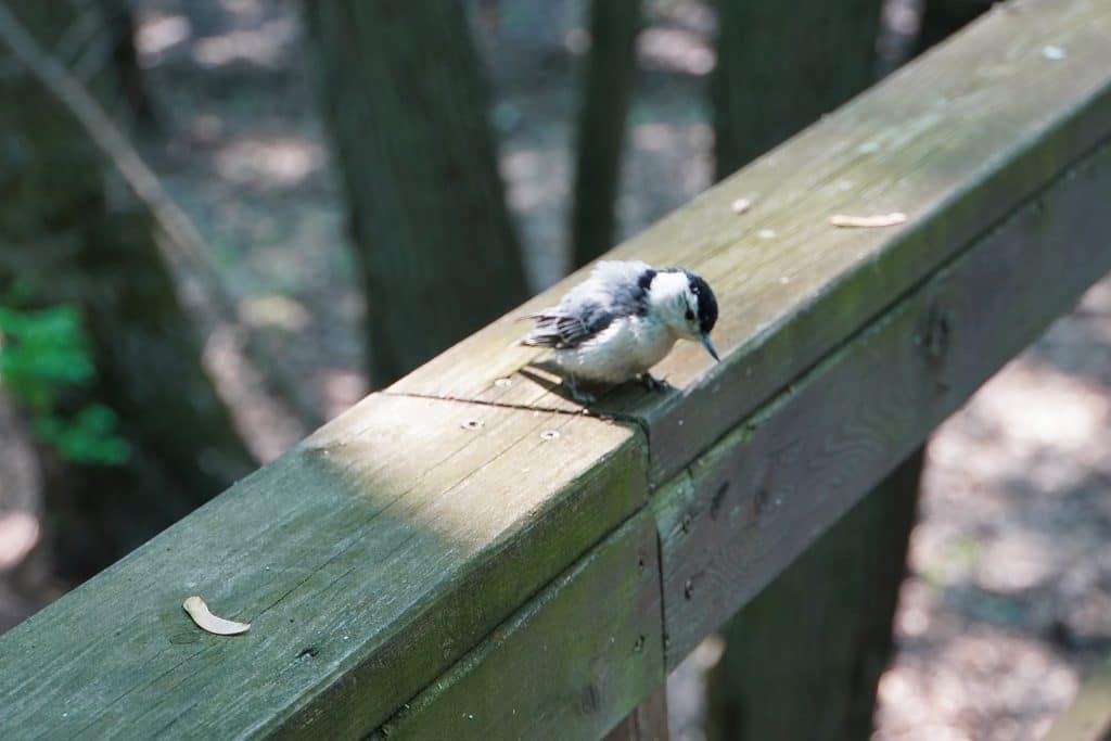 Vogel auf dem Holzsteg