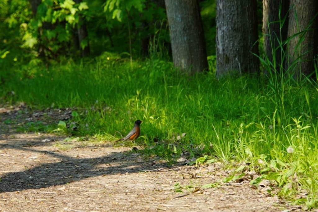 Vogel auf dem Weg