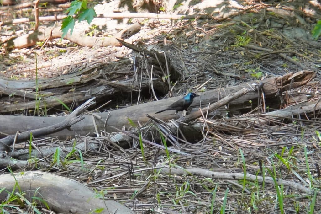 versteckter Vogel im Unterholz