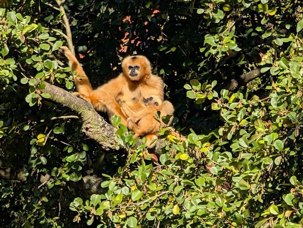 Zoo Pilsen: Affen auf der Primateninsel